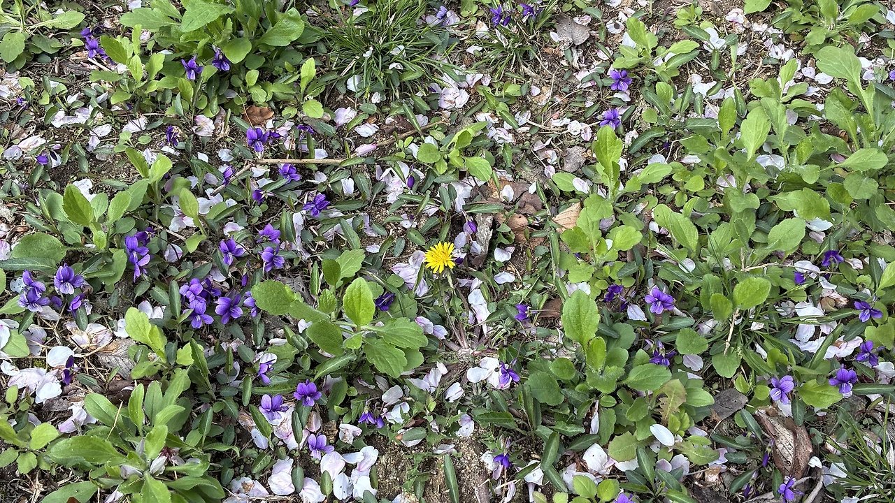 나 홀로 민들레