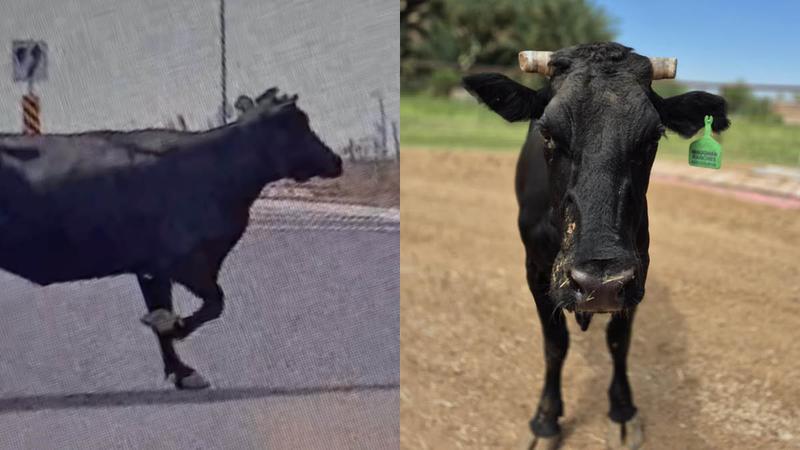 세계 농장동물의 날, 자유를 얻은 한 소의 이야기 🐂