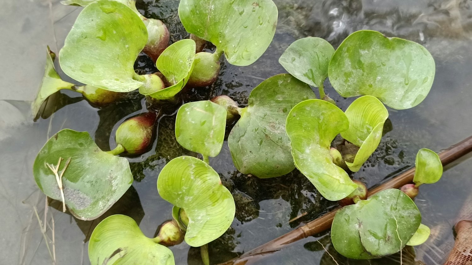 한국인은 이해 못하는 악마의 잡초👿 : 부레옥잠의 두 얼굴