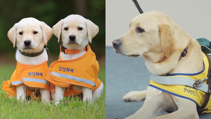 시각장애인의 든든한 파트너, 안내견의 새로운 시작을 응원해요 🐕☘️