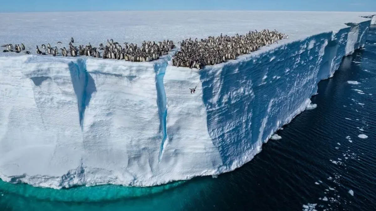 네이처 선정 2024 최고의 과학 사진은? 📷