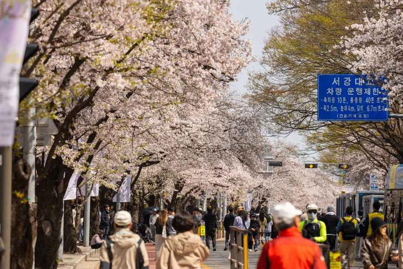 서울시 ‘아름다운 봄 꽃길 175선’ 선정, 봄 꽃구경 명소 지도 어디서 볼 수 있어? 🌸📍