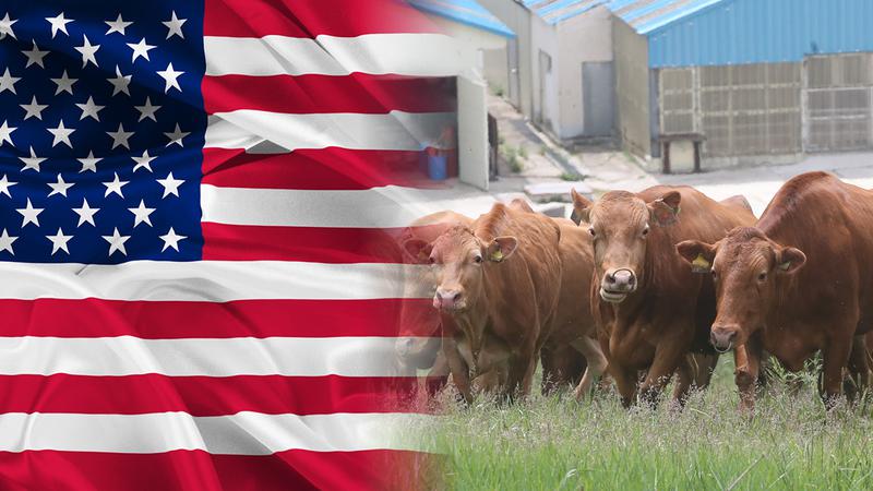 한미 관세 협상 2025, 미국산 소고기 수입 안 하면 관세 왕창 매길 거라고? 🇺🇸