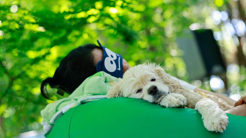 “힐링이다멍…💤” 숲속에서 ‘개꿀잠’ 잔 반려견들 이야기 🐶