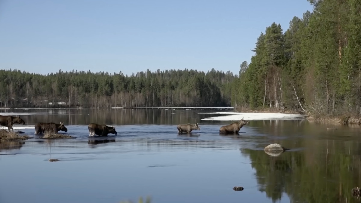 478시간짜리 사슴 라이브를 보는 사람들 🦌