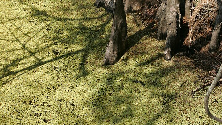 낙우송, 음습하게 솟아오르는 뿌리