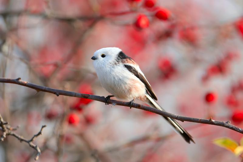 새를 관찰하는 ‘탐조’가 노화를 늦춰준다고요? 🦆💚