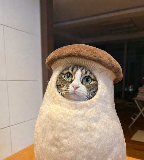 반려동물에게 '버섯 탈 씌우기'가 유행이라고? 프롬프트 사용법 정리 [위클리 바이럴 ❤️‍🔥]