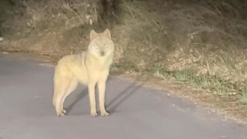 대전 오월드 동물원 탈출 일주일째, 늑대 ‘늑구’ 수색 상황 어디까지 왔냐면... 🐺👀