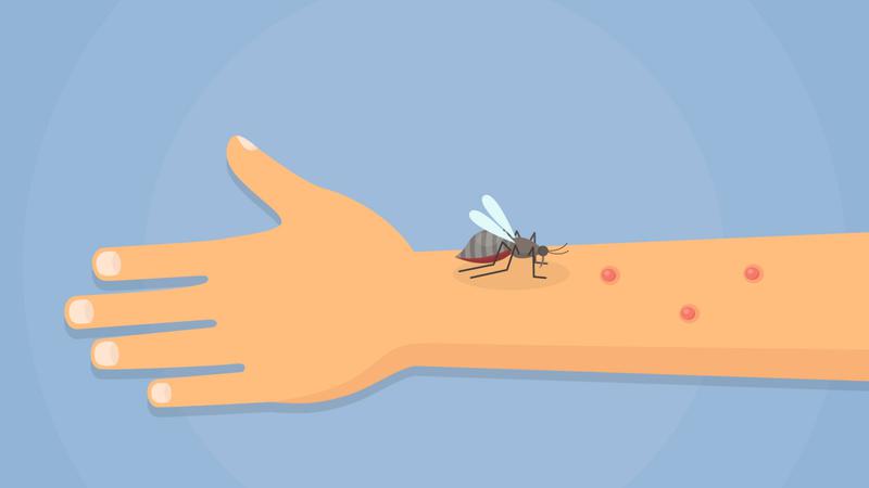 모기 제철(?)이 바뀌었다, 여름보다 가을에 모기가 많은 이유