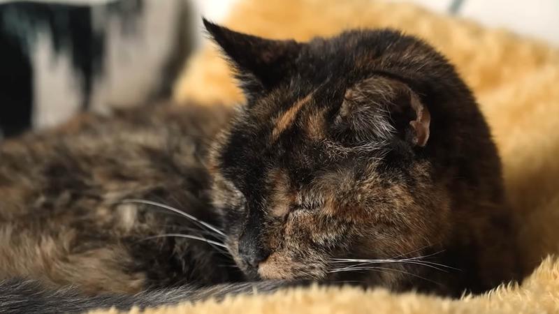 136살 고양이 플로시의 이야기 🐈‍⬛