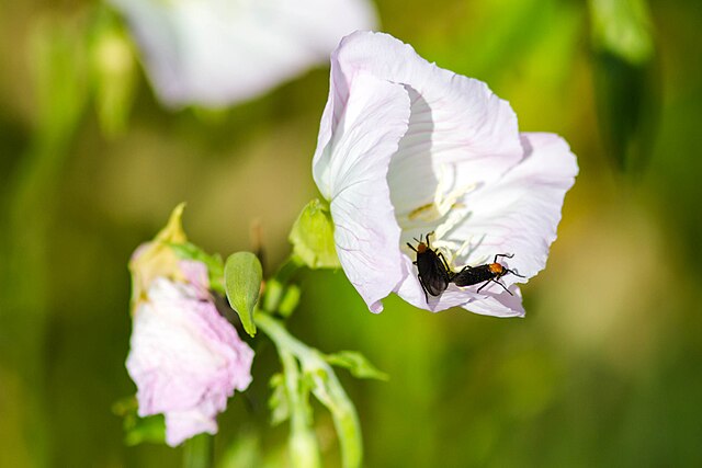 러브버그: “사랑해요~” / 시민들: “으아악”