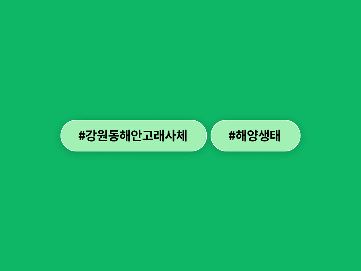 강원 속초 해변에 약 5.6미터 고래 사체가 떠밀려 왔어요.