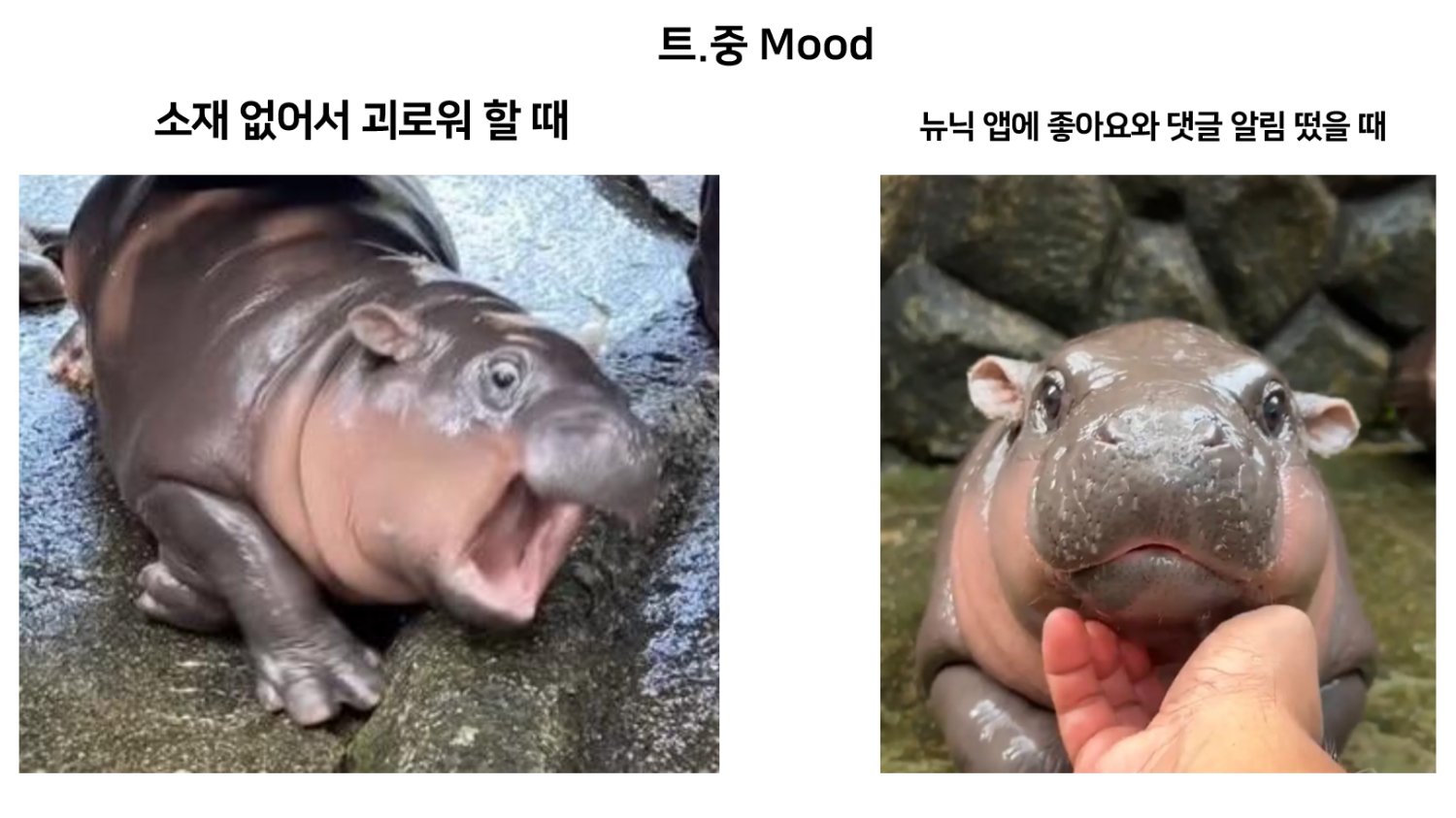 트위터 공식계정도 탑승한 아기 하마 밈🚀 이거↗ 어디까지↗가는거에요?↗