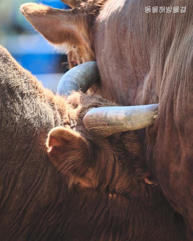 소싸움 폐지 요구한 동물보호단체, “소싸움은 전통이 아닌 동물학대입니다” 🐂
