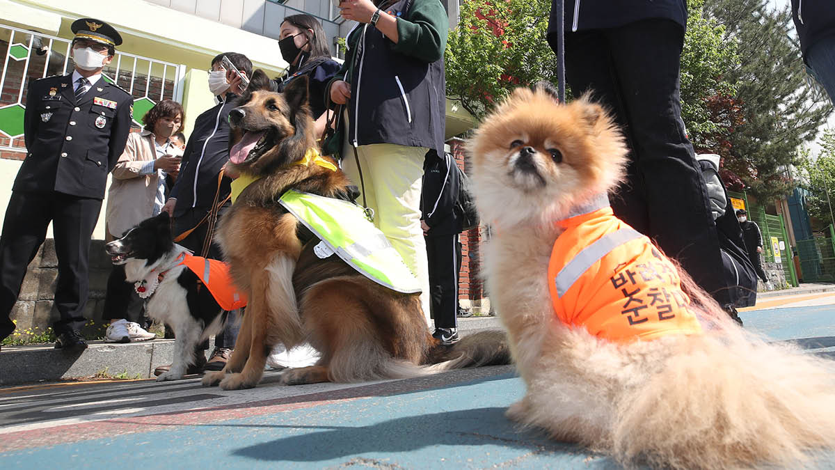 산책 아니고 순찰이다멍 🐕!