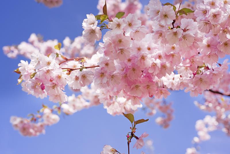 올해 '벚꽃엔딩'은 언제? 2026 봄꽃 예측 지도 공개한 산림청 🌸