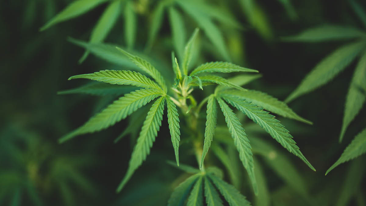 마약, 어떻게 뿌리뽑을 수 있을까?