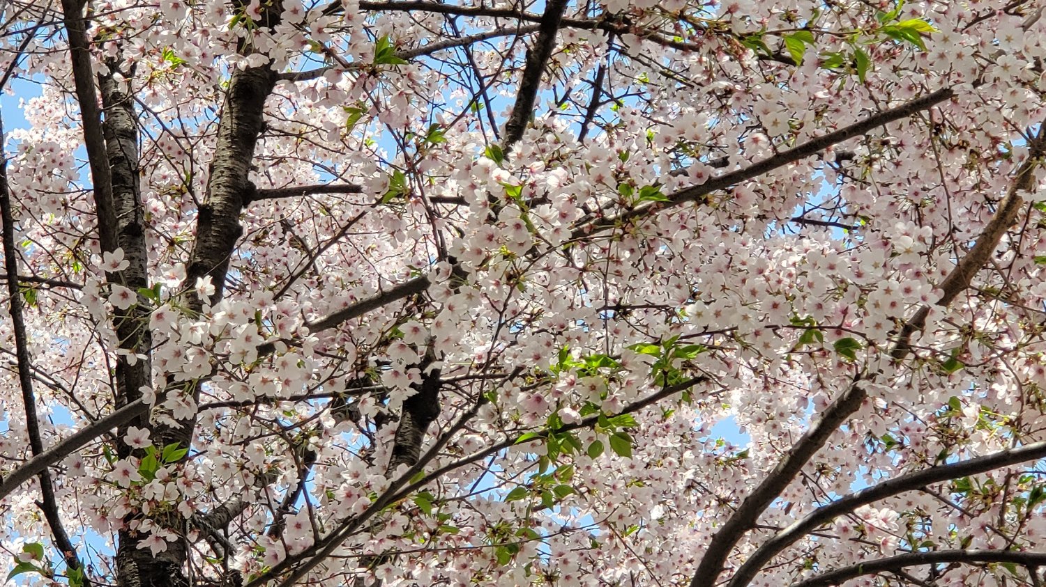 앞접시가 없으면 밥 못 먹는 사람
