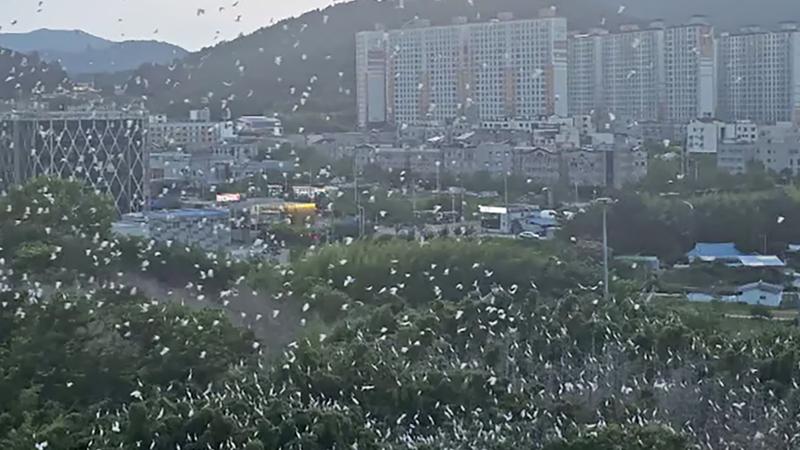 수천 마리가 도심을 점령했다고? 백로 떼 아파트 습격 사건의 전말 🔍