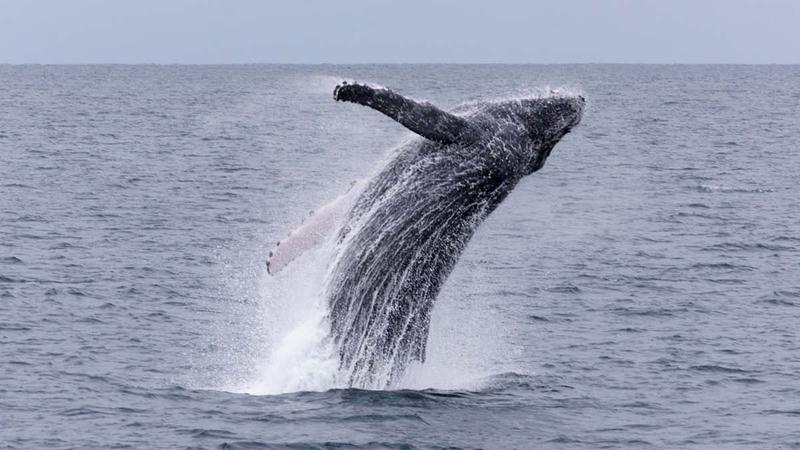 한 달 만에 넓~은 바다로 향하는 어린 혹등고래 티미 이야기 🐋💧