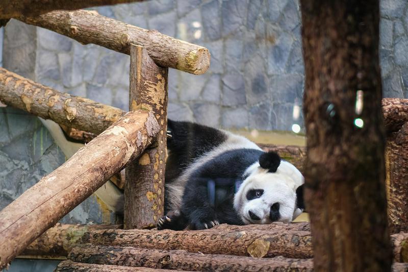 동물보호단체: “동물 선물하는 외교는 그만, 중국에 판다 요청 반대야!” ☹️🐾