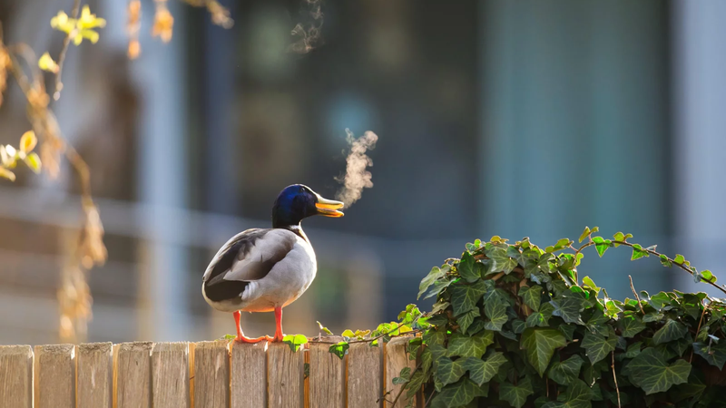 동물 친구들의 삶도 우리랑 다르지 않네? ‘2025 코미디 야생동물 사진전’ 📷