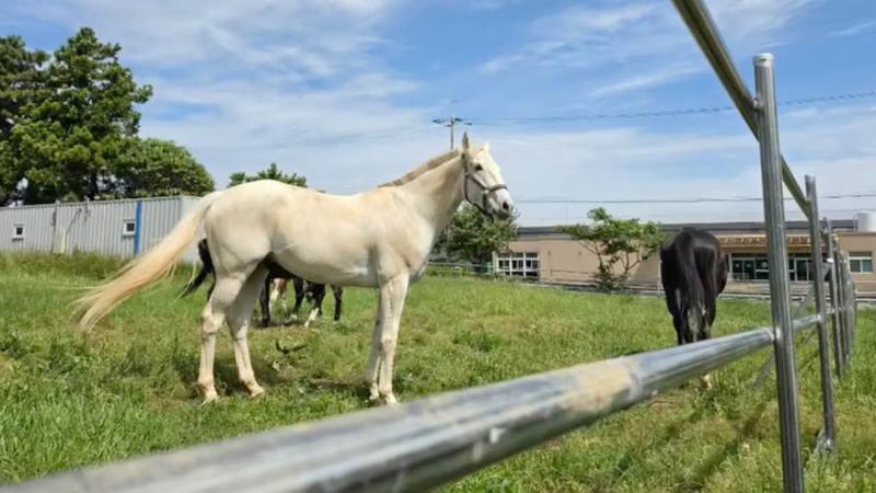 “모든 말에게 두 번째 삶을!” 보호시설로 이사한 은퇴 경주마 ‘새봄’ 이야기 🐴