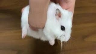 [웹툰] 수요일은 햄들어요