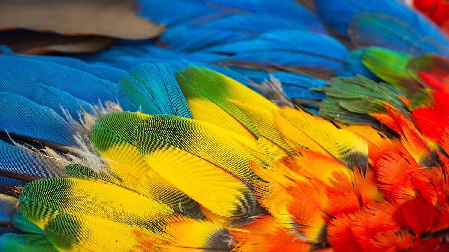 신비한 아마존 동물 사전, 멸종위기에 처한 9가지 동물
