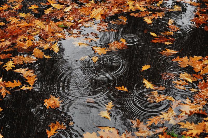 주말 날씨 전망: 다음 주까지 비 오고 더운 날씨 이어진다고?