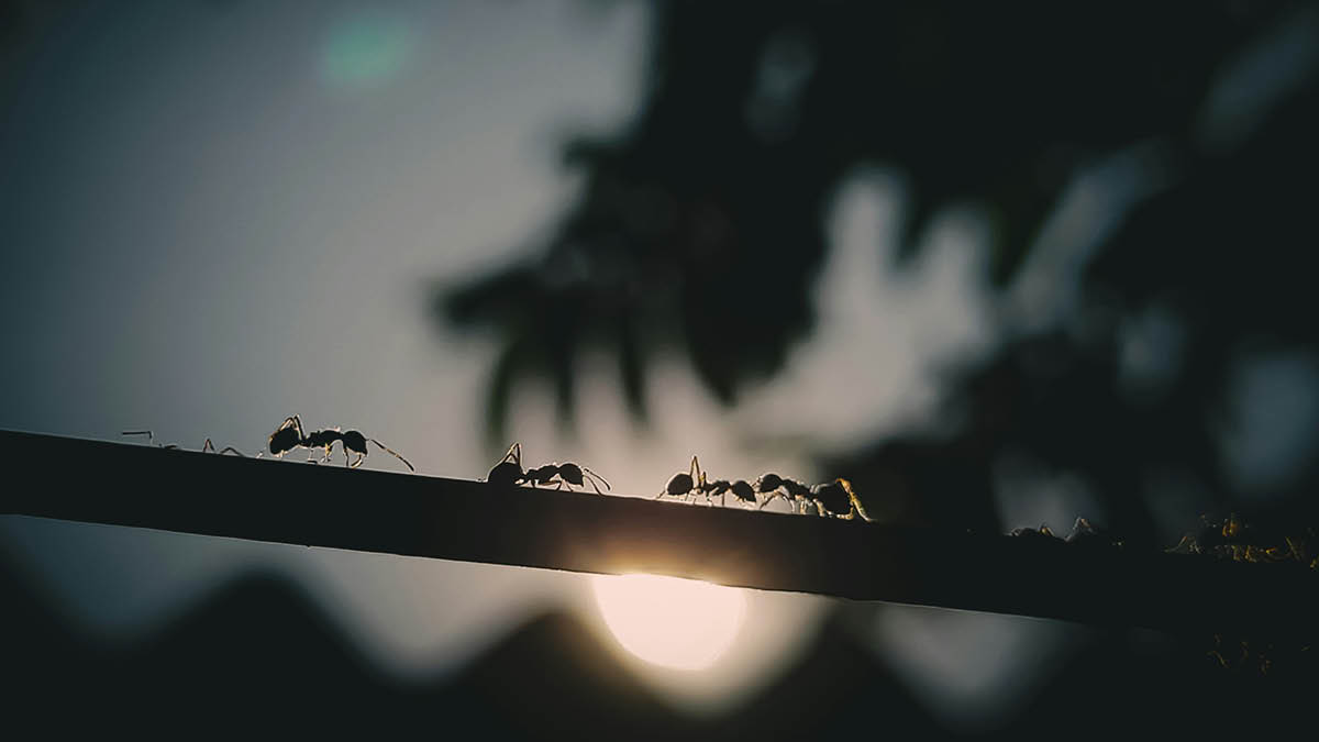 꽉 막힌 고속도로, 개미가 해결책을 알려드립니다 🐜