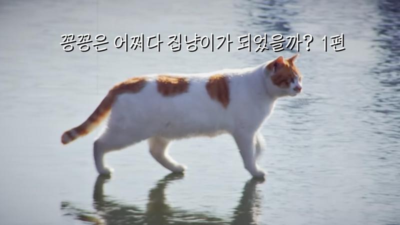 꽁꽁 얼어붙은 한강 위를 돌아다니던 고양이 근황 🐈