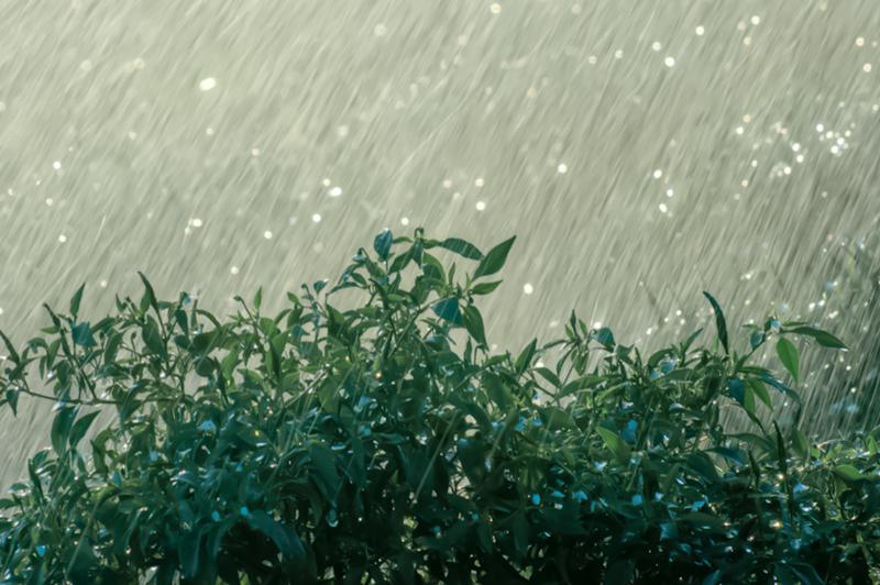 2차 장마가 왔다? 남부지방에 이어 수도권·중부지방 집중호우 예보 ☔