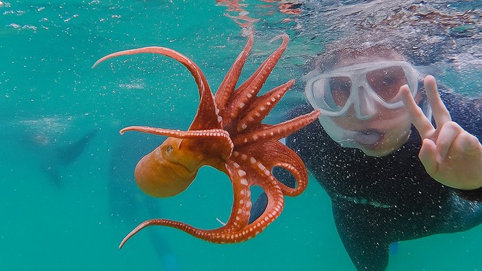 에메랄드빛 바닷속 바다 친구들과 수영하기🐟 이색 해녀 체험, 도시해녀