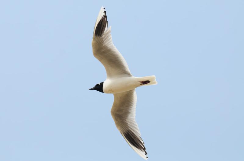 “새만금 신공항 건설 계획 취소해!” 판결한 법원, 새만금 공항의 미래는 어디로?