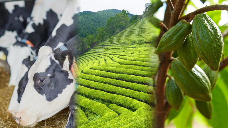 지구온난화랑 디저트가 무슨 상관? 기후 재난이 불러온 말차·생크림·초콜릿 품귀 현상 😱