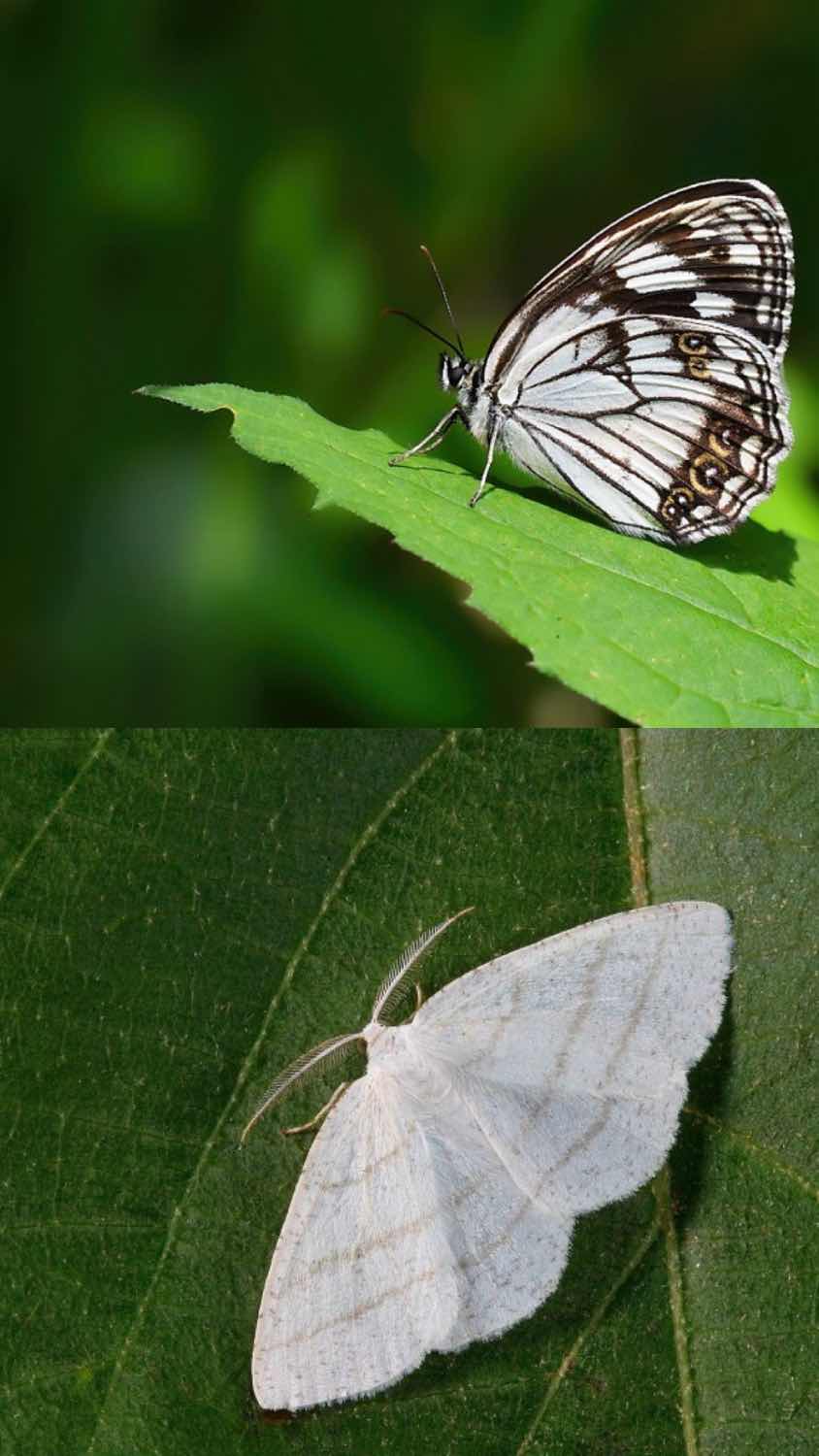 오늘의 토막 상식 11 🍅 나비와 나방의 차이 🦋 • 나비와 나방은 둘 다 '나비목'에 속하는 곤충이에요. • 나비는 주로 낮에,  나방은 주로 밤에 활동해요. • 휴식을 취할 때 나비는 날개를 수직으로, image size:844x1500