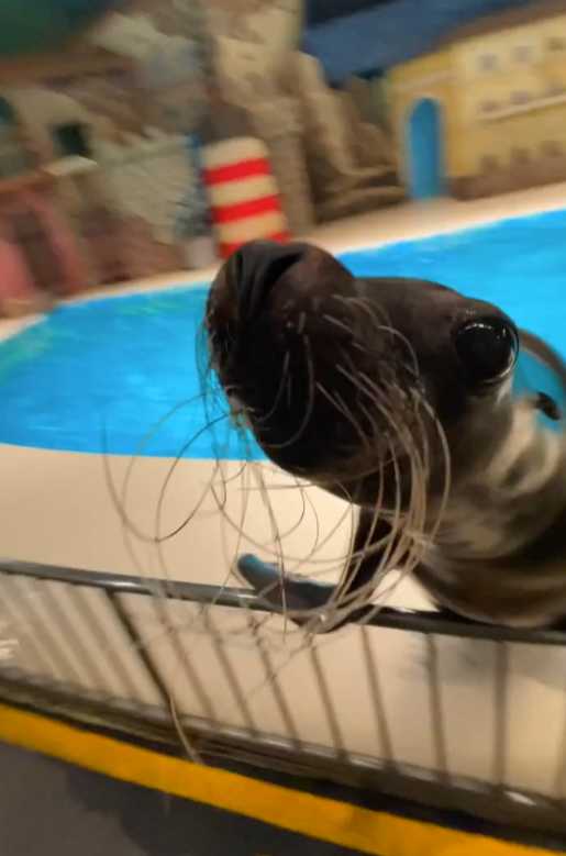 ν¬μ€νΈ μΈλ€μΌ 113