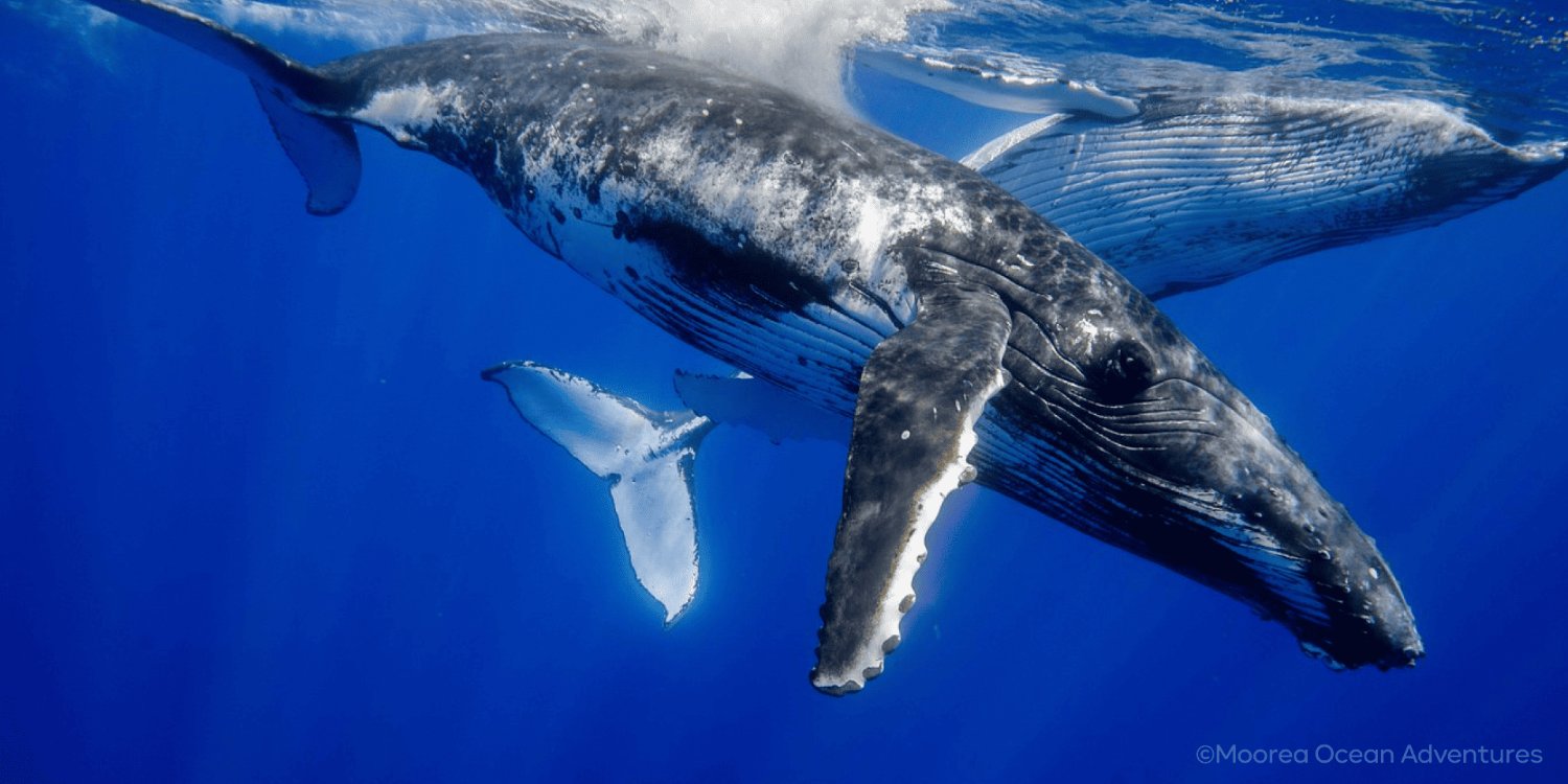 ν¬μ€νΈ μΈλ€μΌ 7915