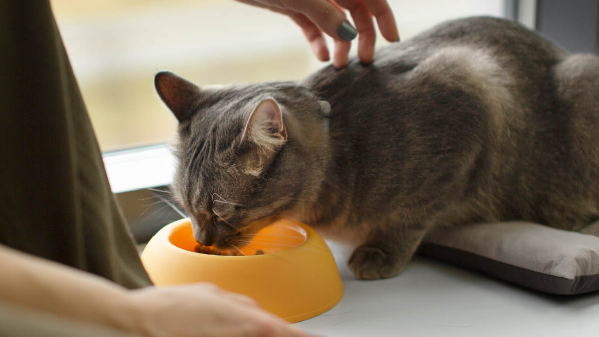 반려묘 집단 급사 사건과 대책
