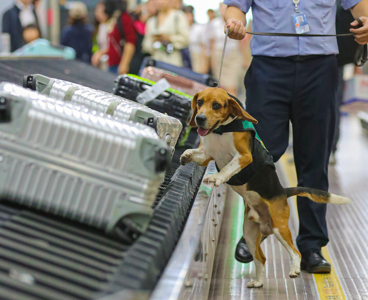 나 은퇴하는데, 새 가족 찾는다 🐶