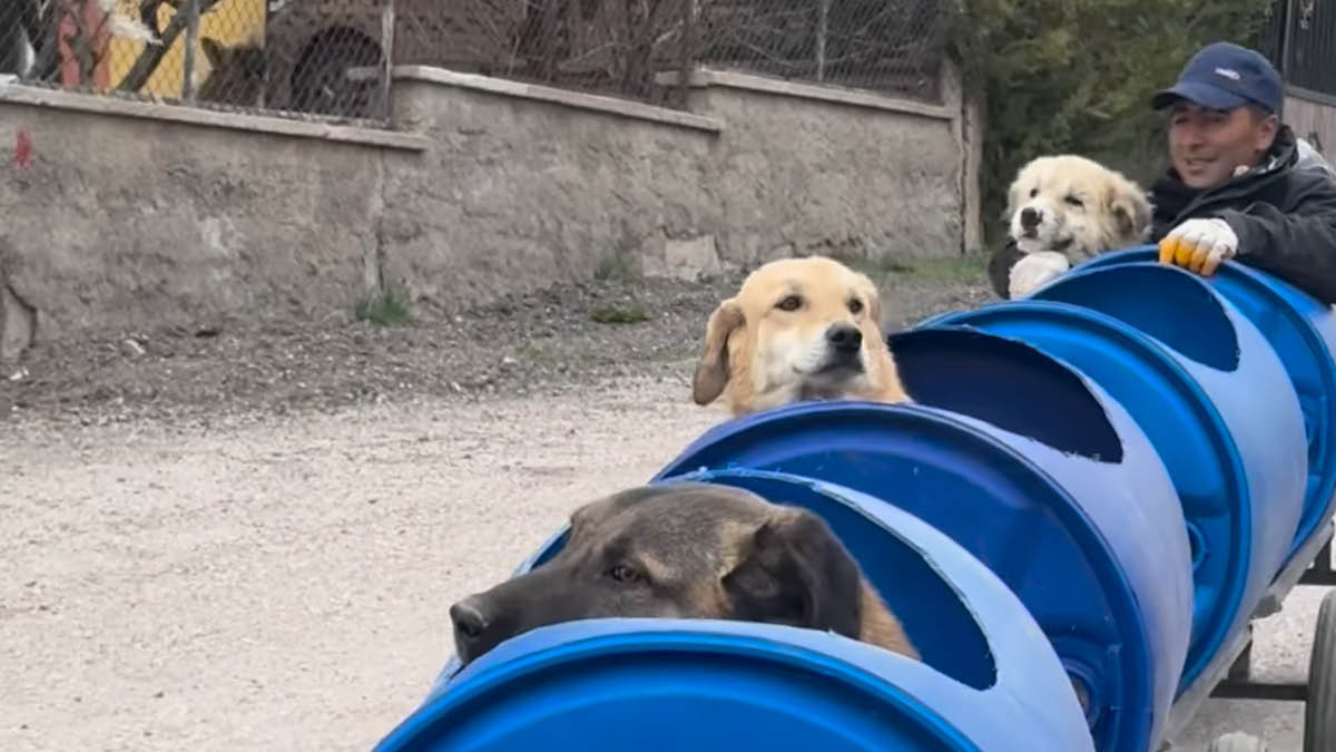강아지 열차 나가신다 길을 비켜라 🐶🚂
