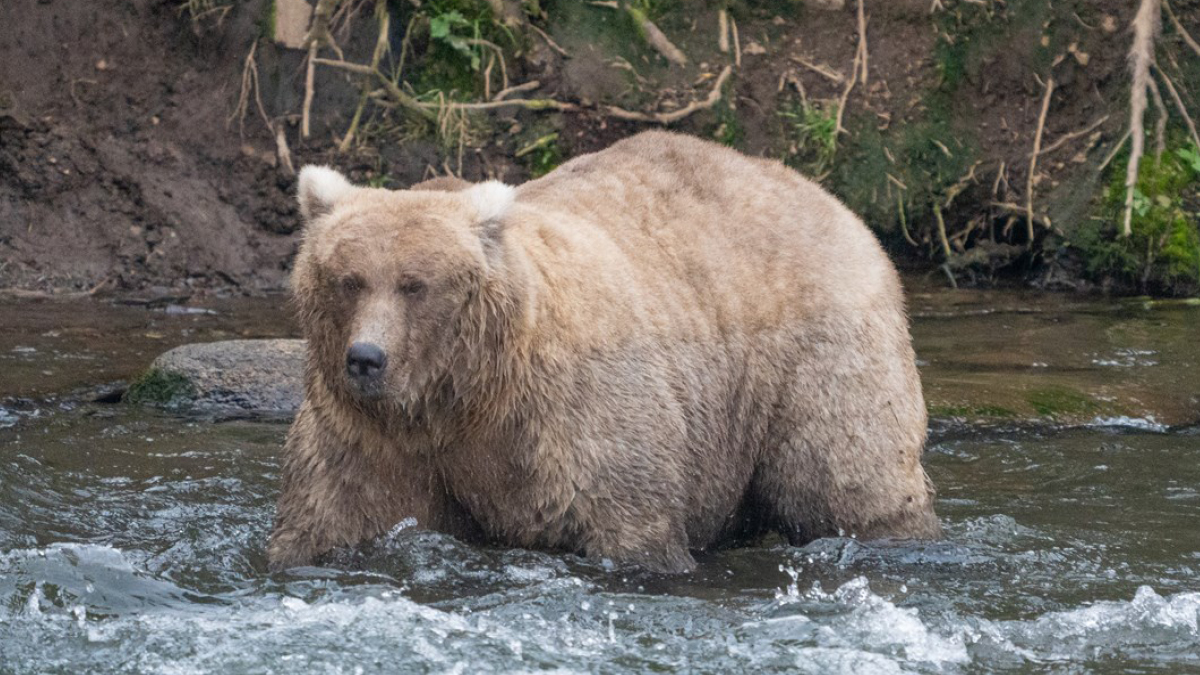 가을은 곰이 살찌는 계절 🐻