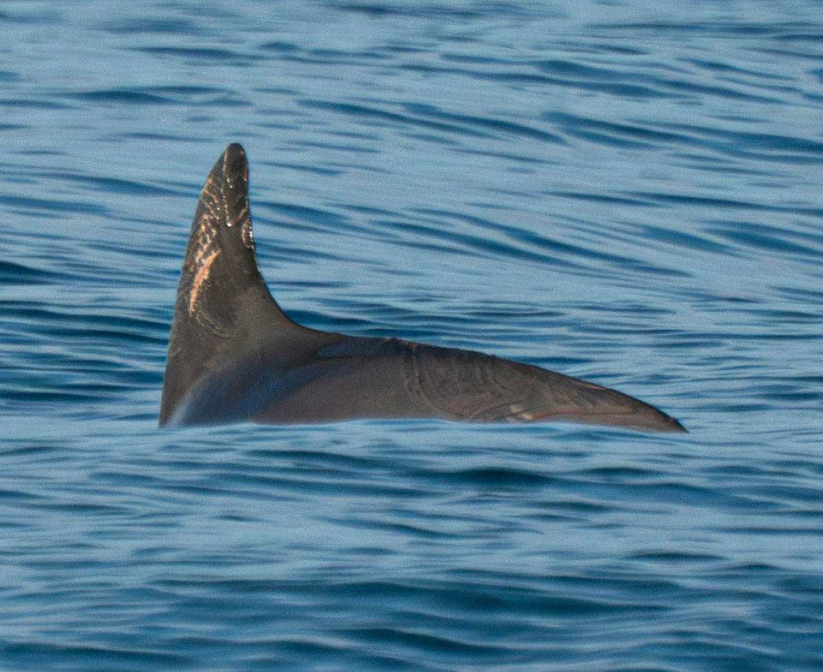 멸종 위기를 딛고 🐬