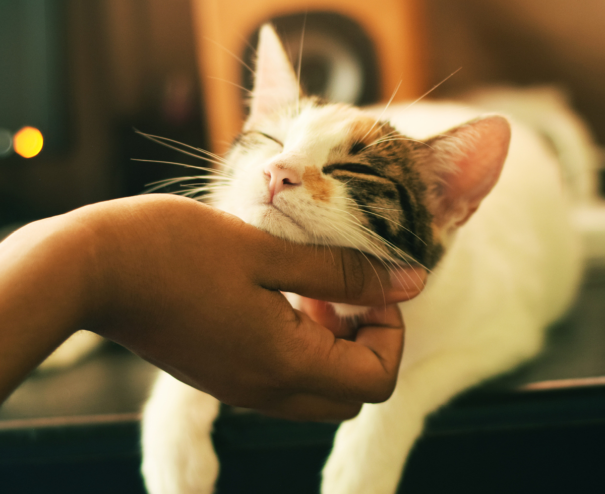 토끼 아니죠, 고양이의 해입니다 🐈