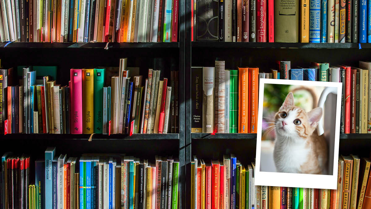 “고양이 사진 가져오면 벌금 없애드려요”