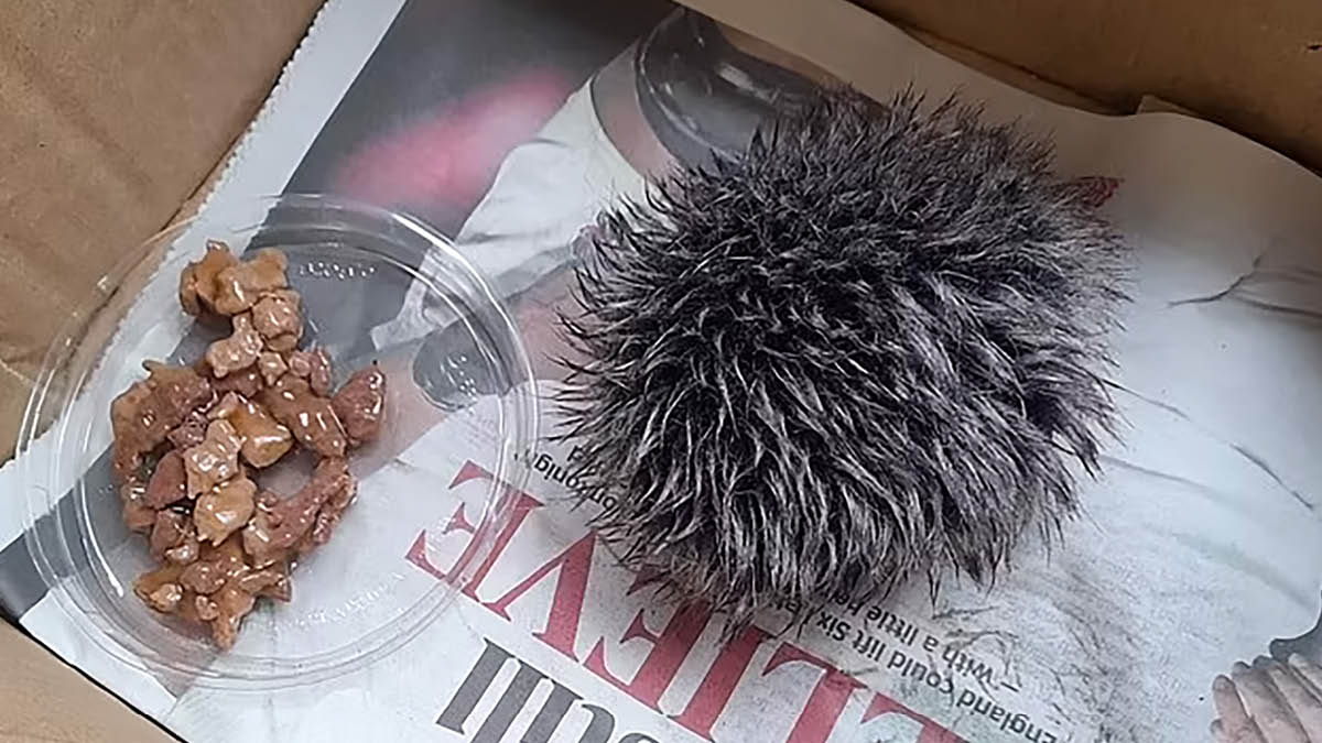 가슴 따뜻한 털방울 구출 사건 🩺