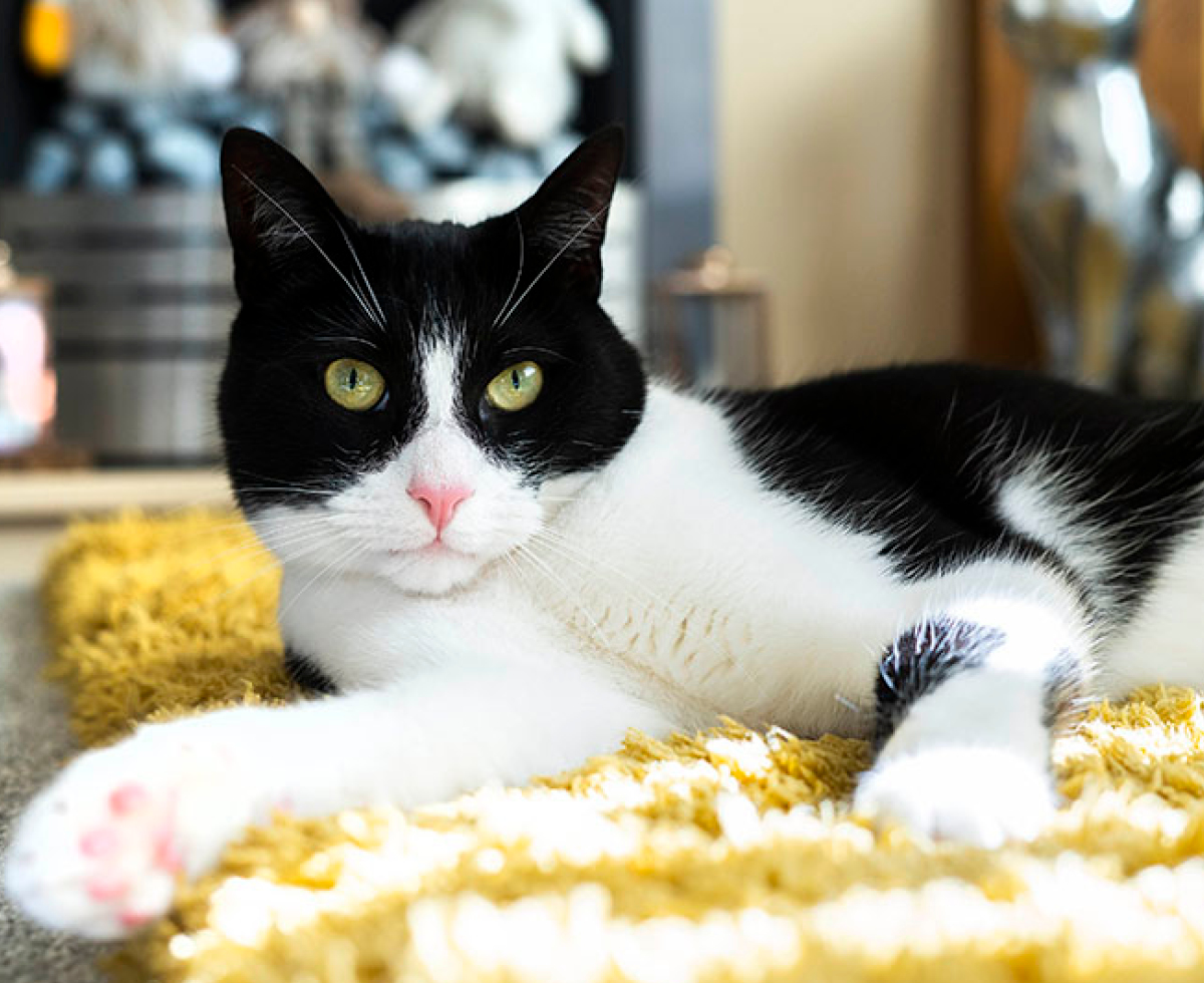 영웅 고양이 제비