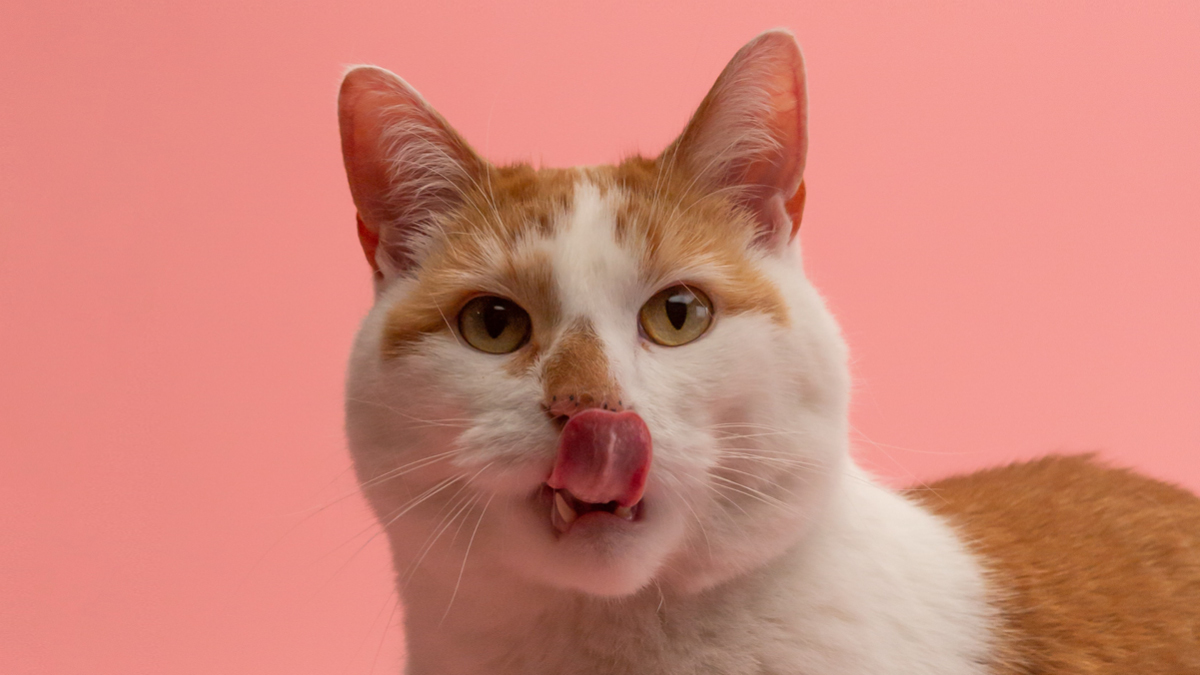 이건 맛의 대! 참! 치! 🐟다냥! 🐱